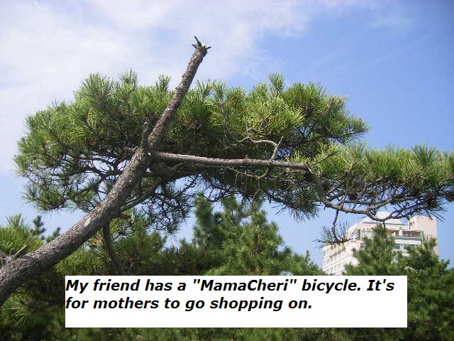 mamacher-bicycle-for-shopping-and-mothers.jpg