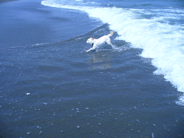 surfing-whitey.jpg