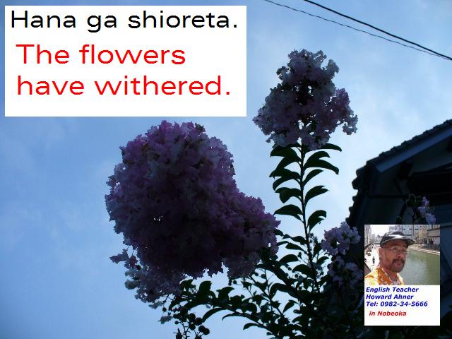 the-flowers-have-withered.jpg