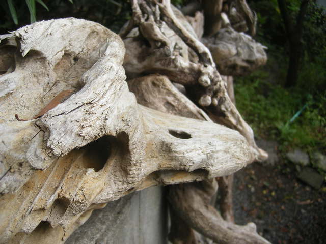 Driftwood in Nobeoka